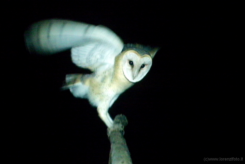 65794 Tyto alba (Barbagianni).jpg